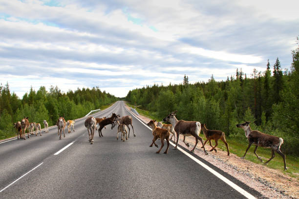 família da rena na estrada - animal em via de extinção - fotografias e filmes do acervo