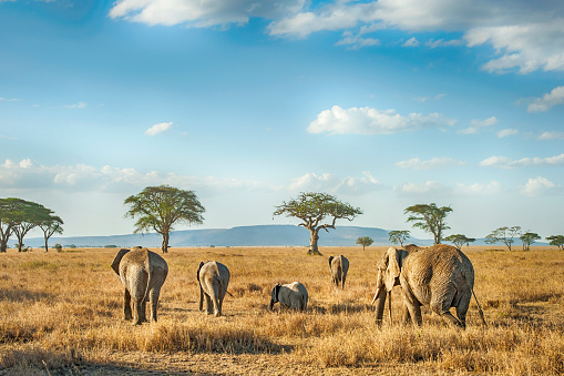 Elefantes africanos en las llanuras de Serengeti, Tanzania photo