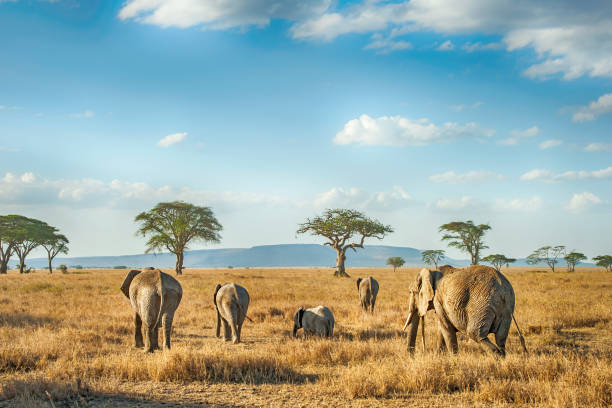 gajah afrika di dataran serengeti, tanzania - veldt foto potret stok, foto, & gambar bebas royalti