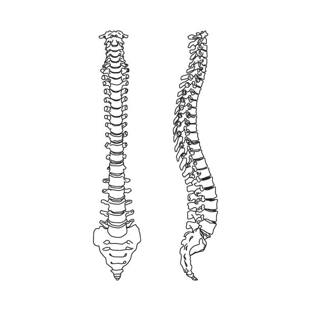 illustrazioni stock, clip art, cartoni animati e icone di tendenza di silhouette della colonna vertebrale umana isolata sullo sfondo bianco - human vertebra