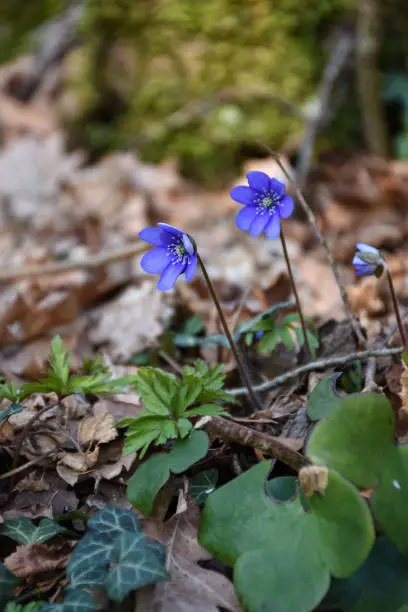 Beautiful Blue Anemones, early springtime sign