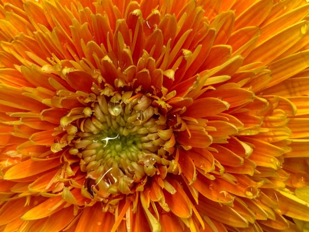 istock Colorful chrysanthemum flower head and petal 1141714397