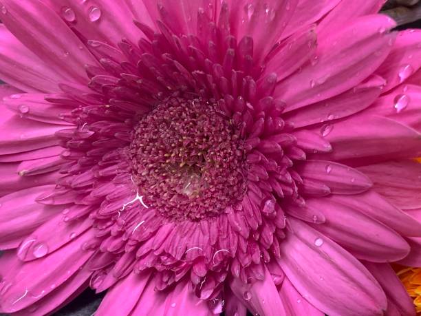 istock Colorful chrysanthemum flower head and petal 1141714403
