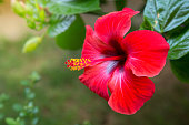 istock Red hibiscus flower on a green background. In the tropical garden. 1141714421