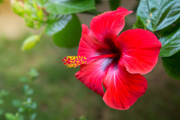 Red hibiscus flower on a green background. In the tropical garden. stock photo