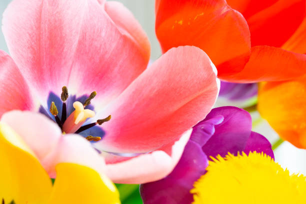 colorful tulips close up - vertcal imagens e fotografias de stock