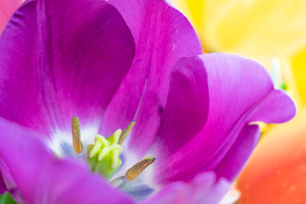 istock colorful tulips close up 1141714711