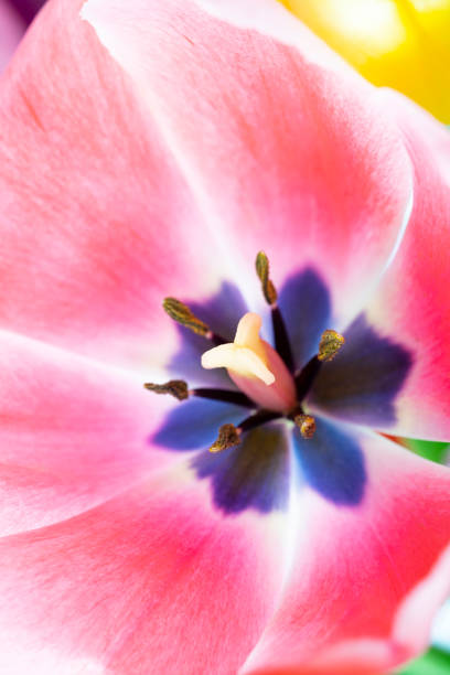 colorful tulips close up - vertcal imagens e fotografias de stock
