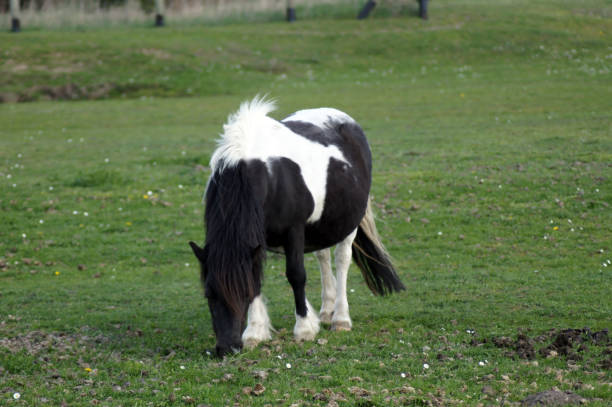 istock Shetland Pony grazes on the green Summer Meadow 1141715615