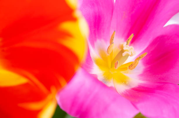 colorful tulips close up - vertcal imagens e fotografias de stock