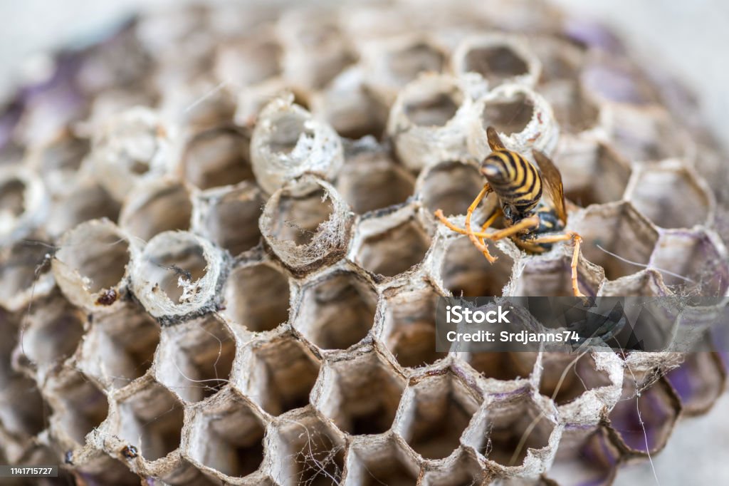 Dead wasp stuck in the honeycomb close up selective focus Bee Stock Photo