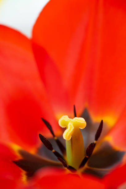 colorful tulips close up - vertcal imagens e fotografias de stock