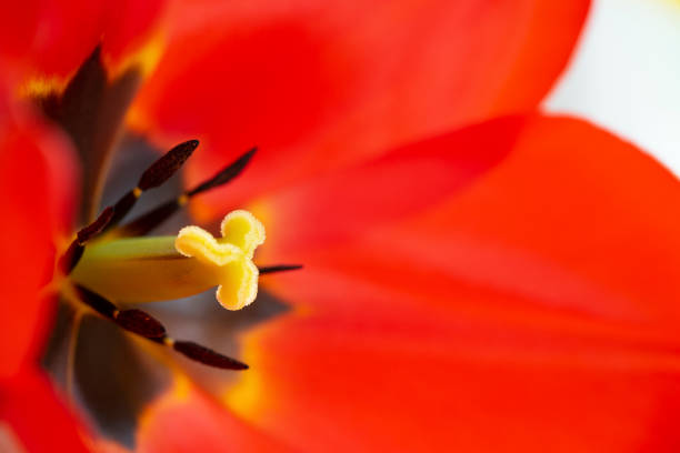 colorful tulips close up - vertcal imagens e fotografias de stock