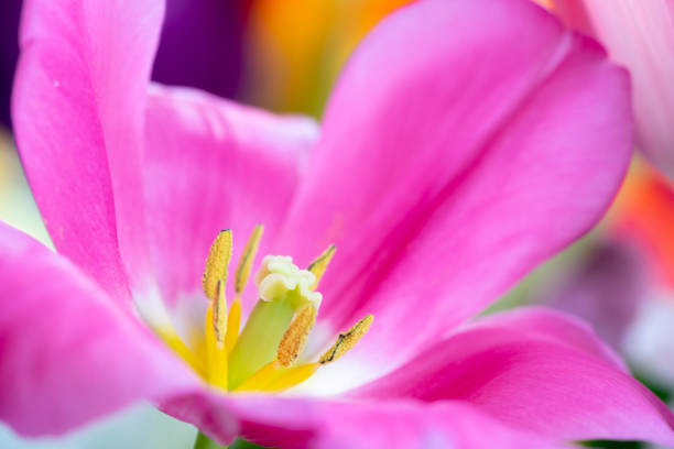 colorful tulips close up - vertcal imagens e fotografias de stock