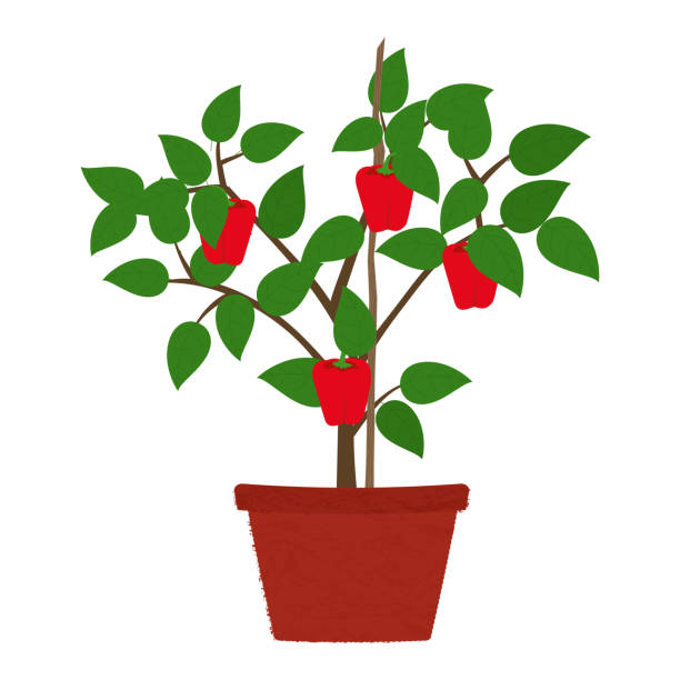 ilustrações, clipart, desenhos animados e ícones de árvore da pimenta de bell no vaso - pepper bell pepper growth ripe