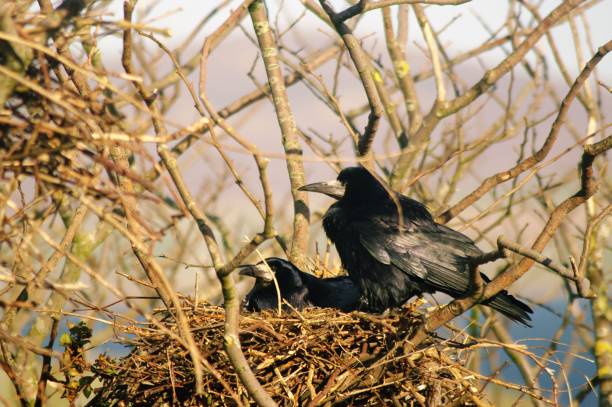 torri sul nido (corvus frugilegus) - crows nest foto e immagini stock