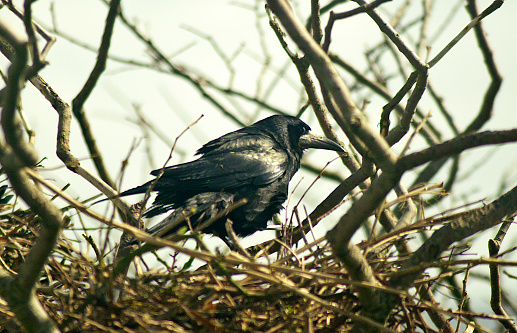 The rook (Corvus frugilegus) is a member of the family Corvidae in the passerine order of birds.  This species is similar in size to or slightly smaller than the carrion crow, with black feathers often showing a blue or bluish-purple sheen in bright sunlight. The feathers on the head, neck and shoulders are particularly dense and silky. The legs and feet are generally black and the bill grey-black. Rooks are distinguished from similar members of the crow family by the bare grey-white skin around the base of the adult's bill in front of the eyes. The feathering around the legs also looks shaggier and laxer than the congeneric carrion crow.