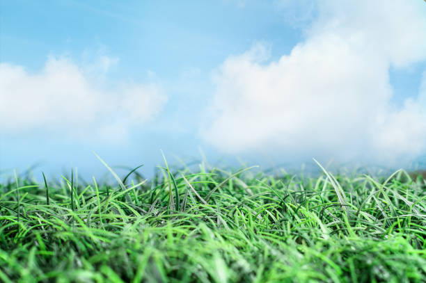 istock Green grass and beautiful blue sky with white wispy clouds 1141719020