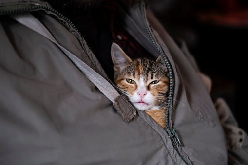 Little Cat inside of a Man's Jacket