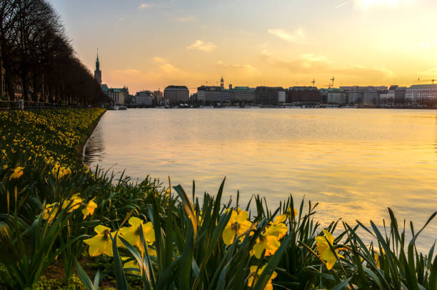 A daffodil field at the beautiful Binnenalster in Hamburg on a sunny day