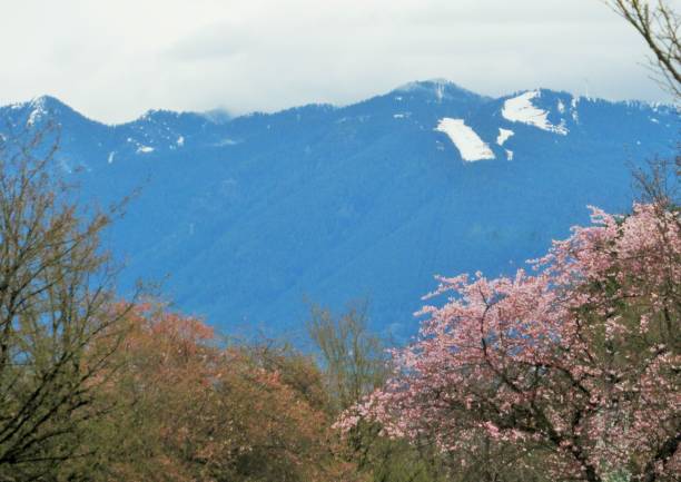 Scenery Of Cherry Trees With the North Shore Mountains as Background In Vancouver Spring 2019