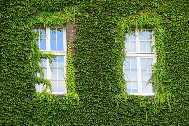 istock Windows of old house on wall mantled with ivy 1141723492