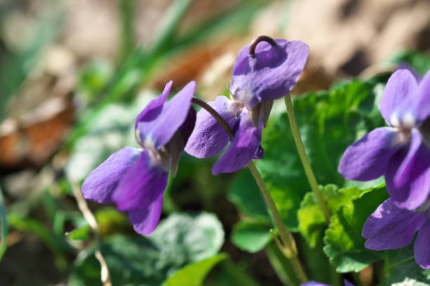 istock Close-up of small spring wildflowers blooming 1141725784