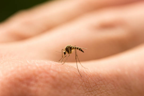 mosquito sucks blood on the arm mosquito sucks blood on the arm, annoying pest, harmful insect animal arm photos stock pictures, royalty-free photos & images