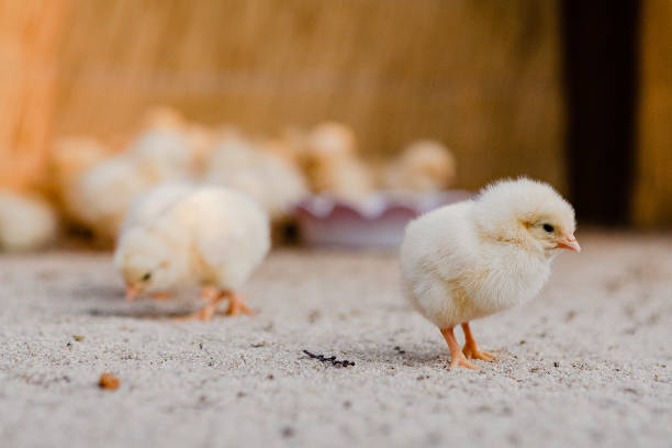 istock Cute chick families 1141725961