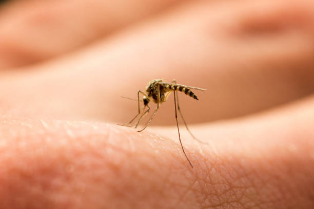 istock mosquito sucks blood on the arm 1141725985