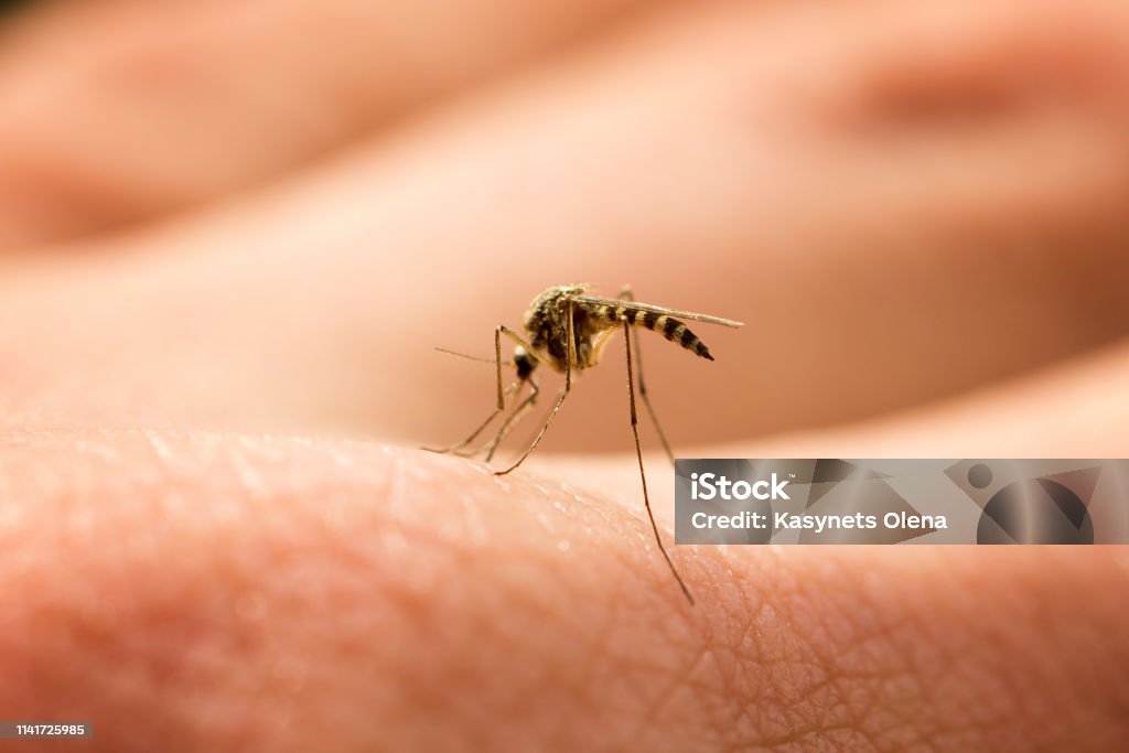 mosquito sucks blood on the arm mosquito sucks blood on the arm, annoying pest, harmful insect Mosquito Bite Stock Photo