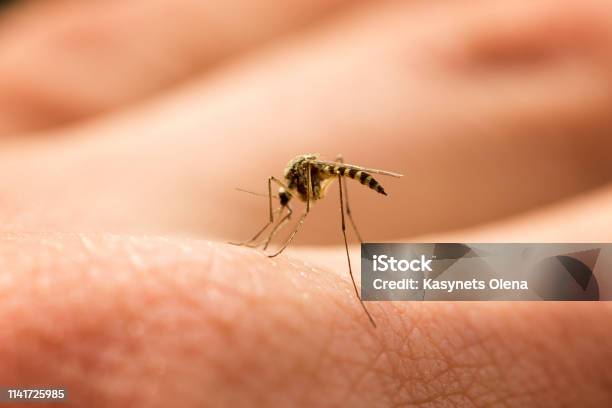 Mosquito Sucks Blood On The Arm Stock Photo - Download Image Now - Mosquito Bite, Animal, Animal Arm
