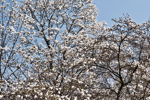 White magnolia flowers bloom bright sunny spring day