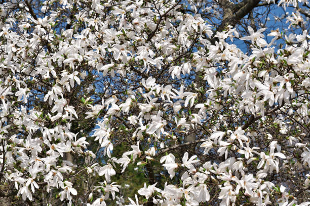 istock White magnolia flowers closeup bloom 1141726100