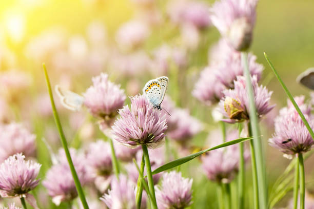 istock blue butterflies on pink flowers 1141726201