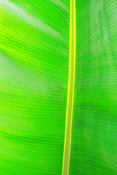 istock Close up cropped image of banana palm leaf with visible texture structure. Green nature concept background. 1141727169