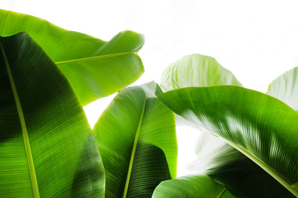 istock Close up cropped image of banana palm leaf with visible texture structure. Green nature concept background. 1141727185