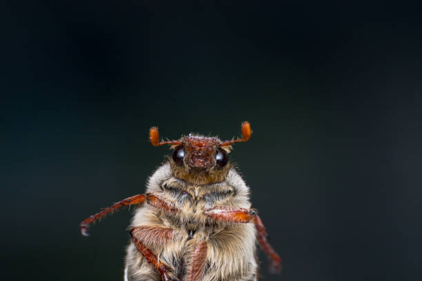 istock Summer chafer or European june beetle, Amphimallon solstitiale 1141727288