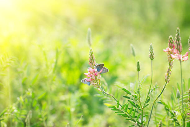 istock pink flowers on green background 1141727387