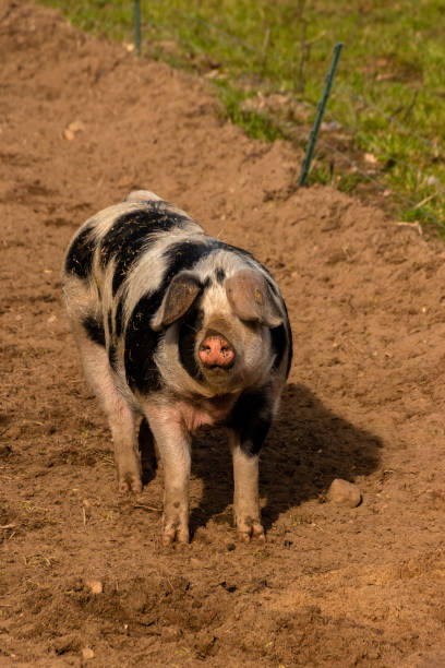 A pig is walking on a dirt field. The pig is large and he is dirty