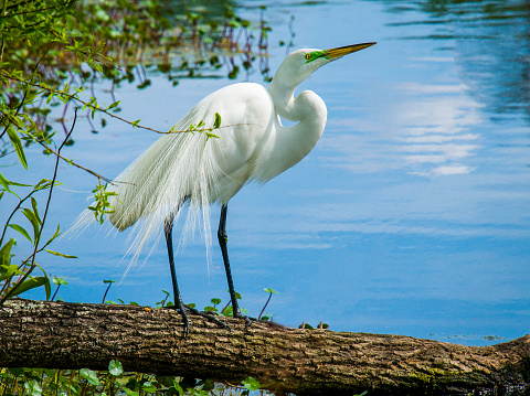 A white egret stands on a fallen log in a South Carolina rookery.