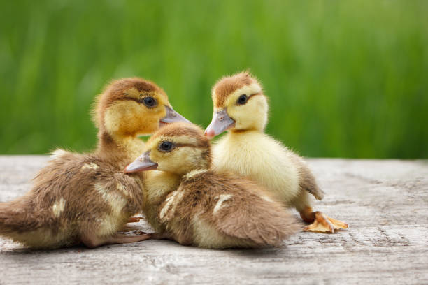 istock three little duckling, Pets, green 1141727746