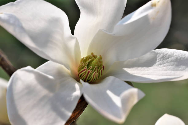 istock White magnolia flowers closeup 1141727760