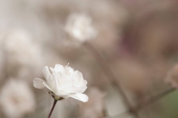 istock Common gypsophila flower 1141728032