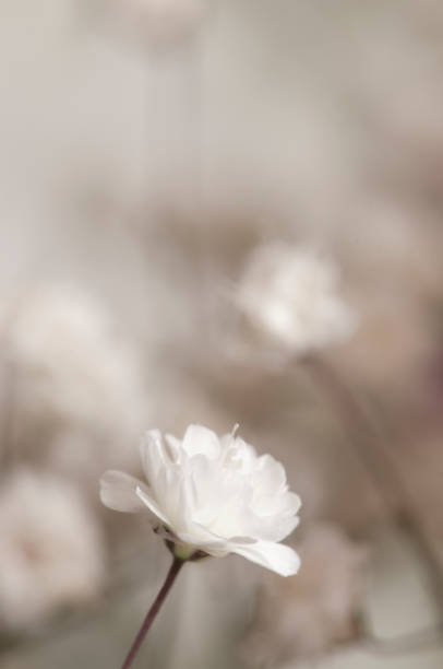 istock Common gypsophila flower 1141728039