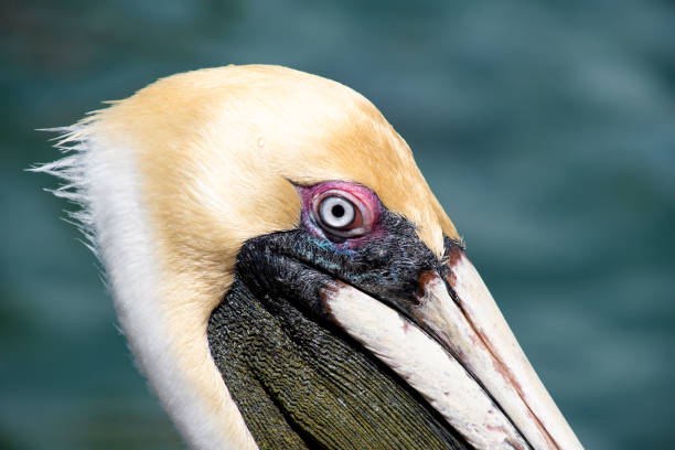 istock close up of pelican head 1141728286