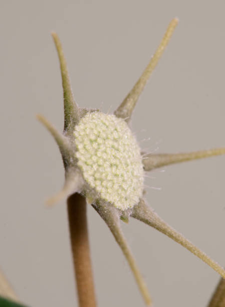 istock Dorstenia foetida flowering 1141728300