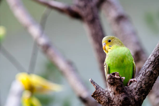istock Lovely parrots and friends 1141729038