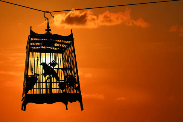 istock Silhouette of Bird in the cage with red sky sunset background 1141729042