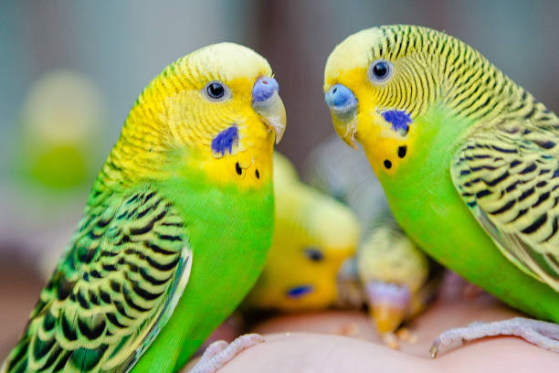 istock Lovely parrots and friends 1141729044